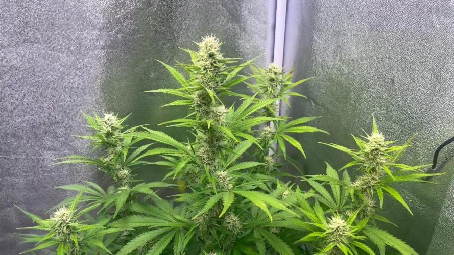 Wedding Cheesecake Auto