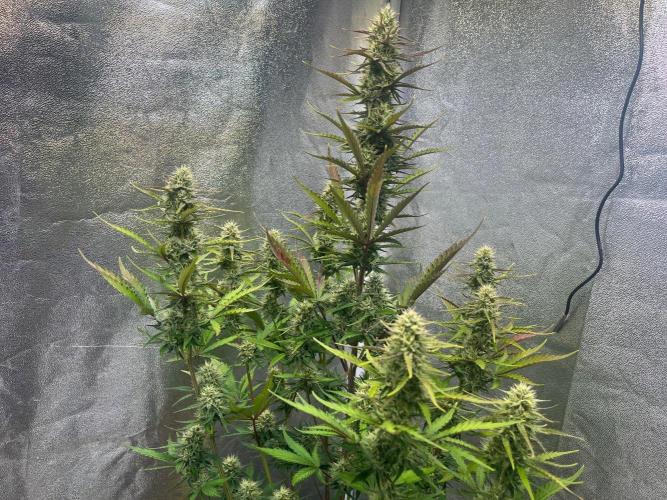 Guava Sunday Auto - Bloombastic contest. Week 7