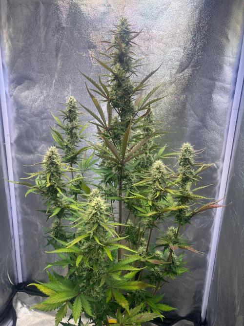 Guava Sunday Auto - Bloombastic contest. Week 7