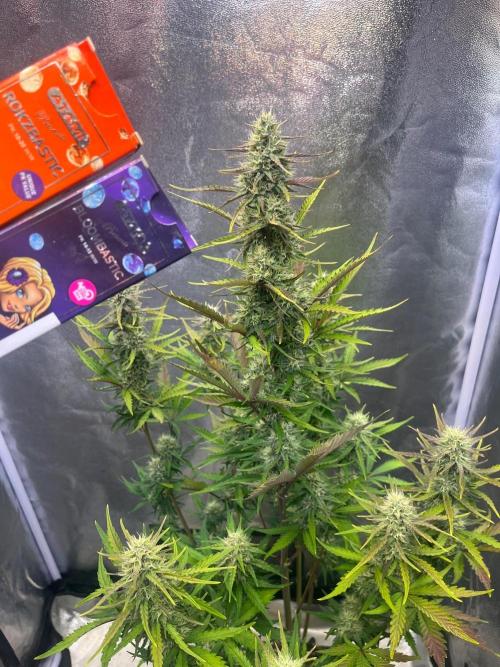 Guava Sunday Auto - Bloombastic contest. Week 7
