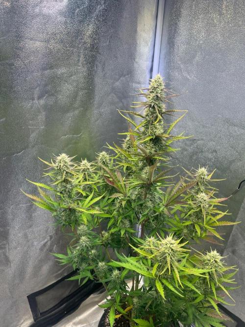 Guava Sunday Auto - Bloombastic contest. Week 7