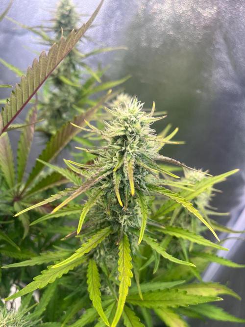 Guava Sunday Auto - Bloombastic contest. Week 7