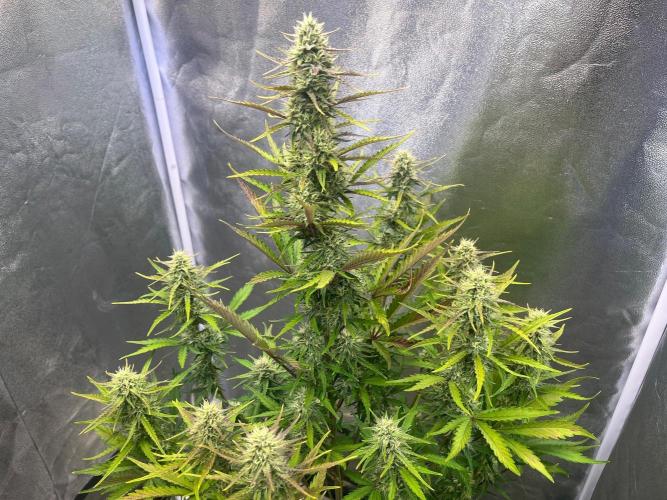 Guava Sunday Auto - Bloombastic contest. Week 7