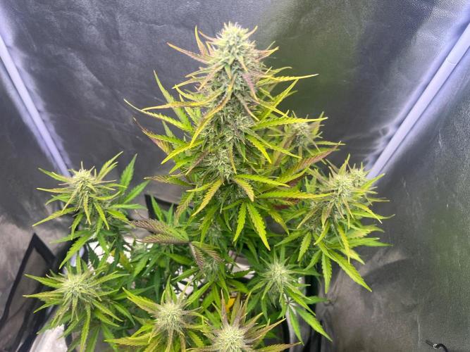 Guava Sundae Auto. Week 7