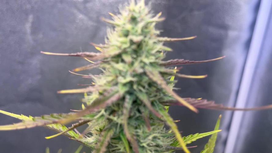Guava Sunday Auto - Bloombastic contest