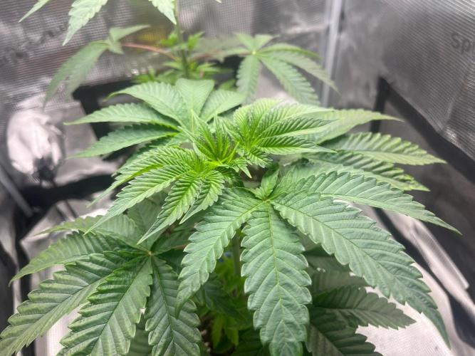 Black Orchard. Week 5