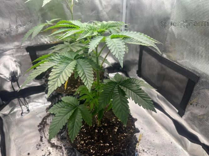 Black Orchard. Week 5