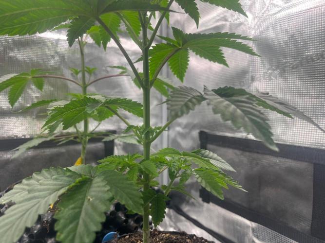 Black Orchard. Week 5