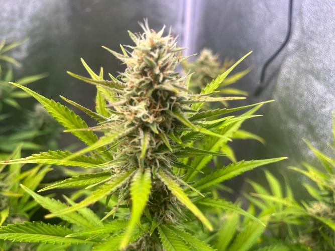 Wedding Cheesecake Auto. Week 8