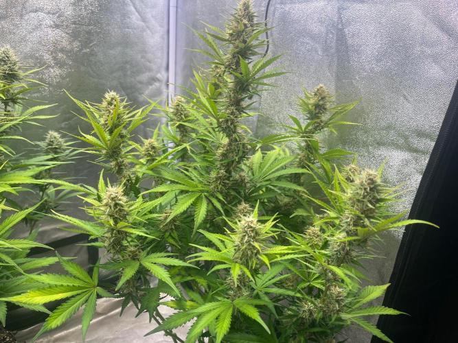 Wedding Cheesecake Auto. Week 8