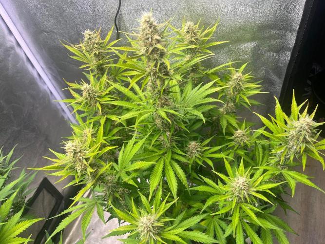 Wedding Cheesecake Auto. Week 8