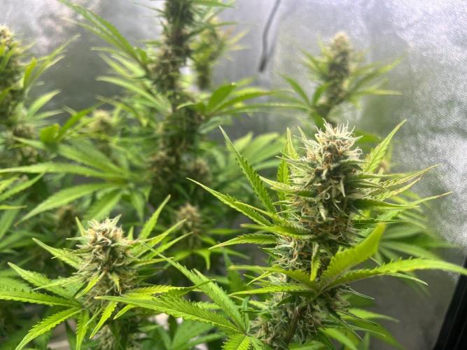Wedding Cheesecake Auto. Week 8