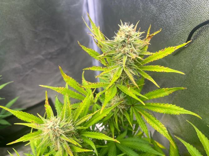 Wedding Cheesecake Auto. Week 8