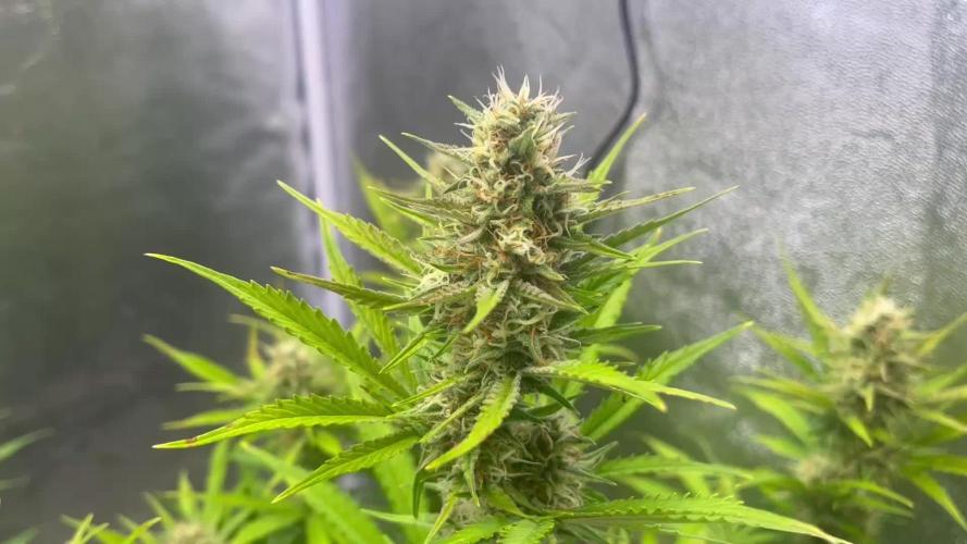 Wedding Cheesecake Auto