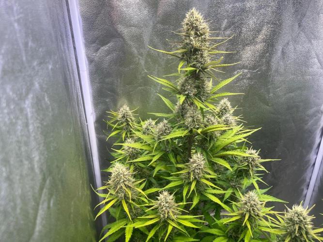 Sour Jealousy Auto. Week 8