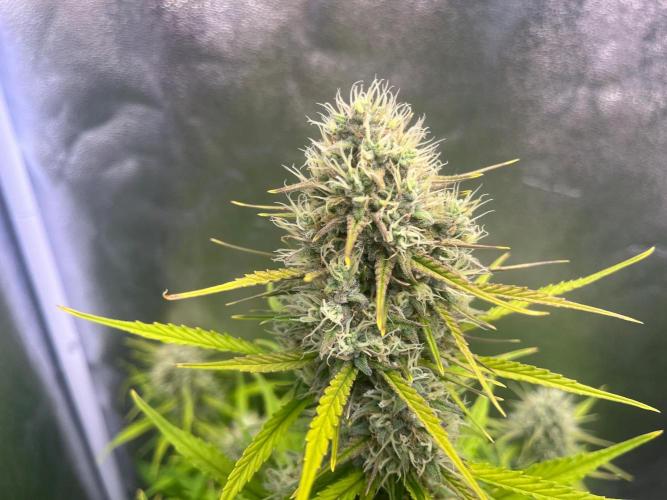 Sour Jealousy Auto. Week 8