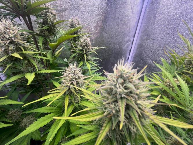Sour Jealousy Auto. Week 8