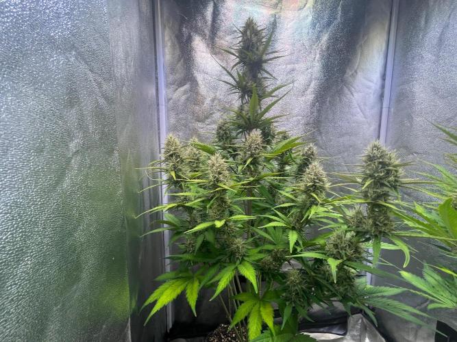 Sour Jealousy Auto. Week 8