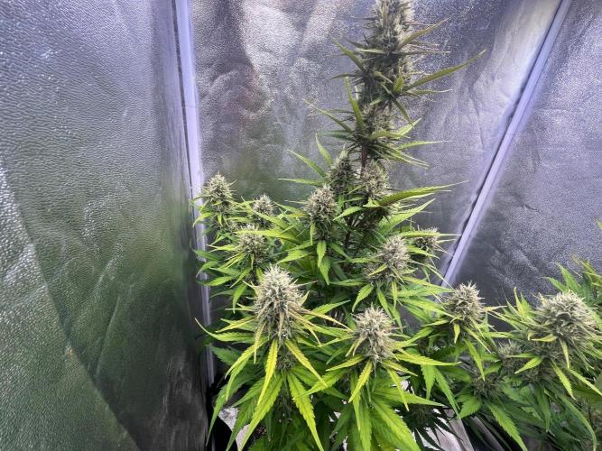 Sour Jealousy Auto. Week 8