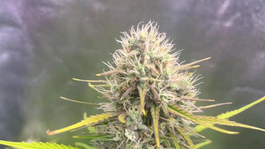 Sour Jealousy Auto