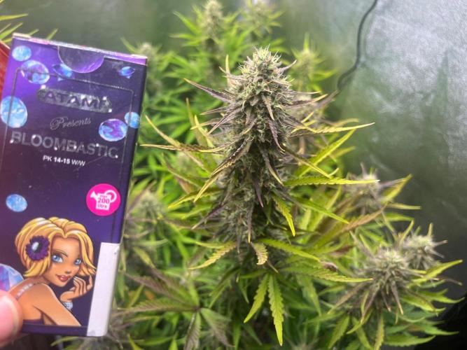 Guava Sunday Auto - Bloombastic contest. Week 8