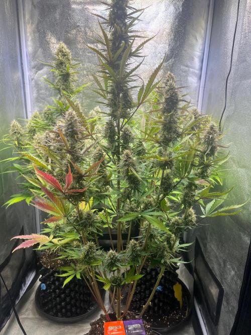 Guava Sunday Auto - Bloombastic contest. Week 8
