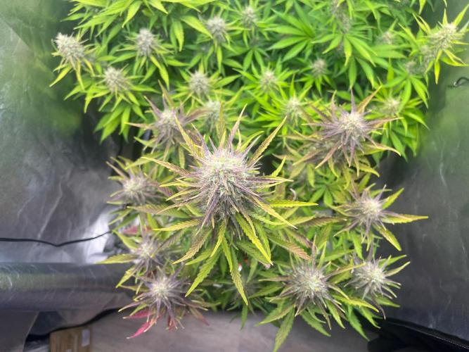 Guava Sunday Auto - Bloombastic contest. Week 8