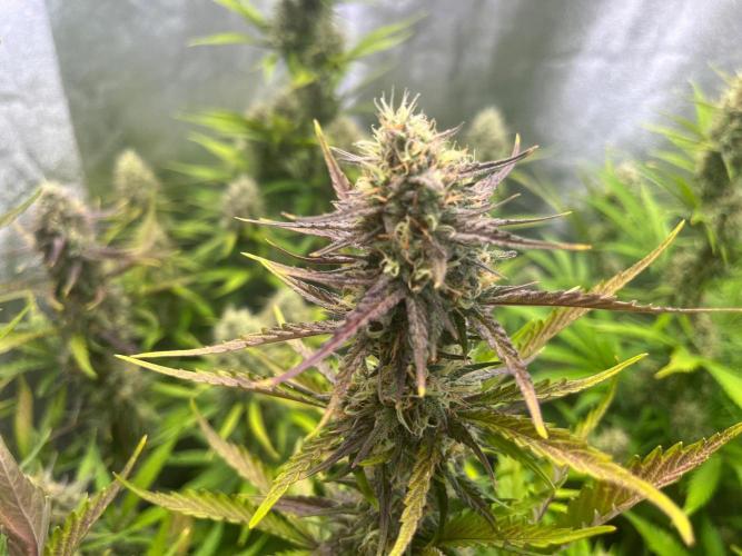 Guava Sunday Auto - Bloombastic contest. Week 8