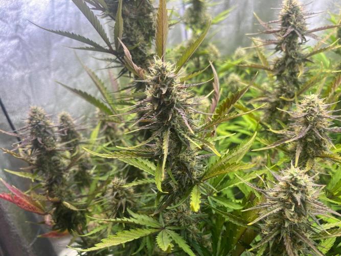 Guava Sunday Auto - Bloombastic contest. Week 8