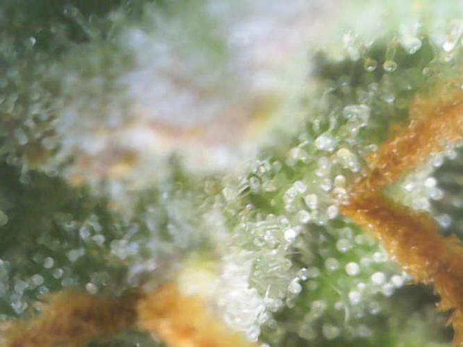 Wedding Cheesecake Auto. Week 9
