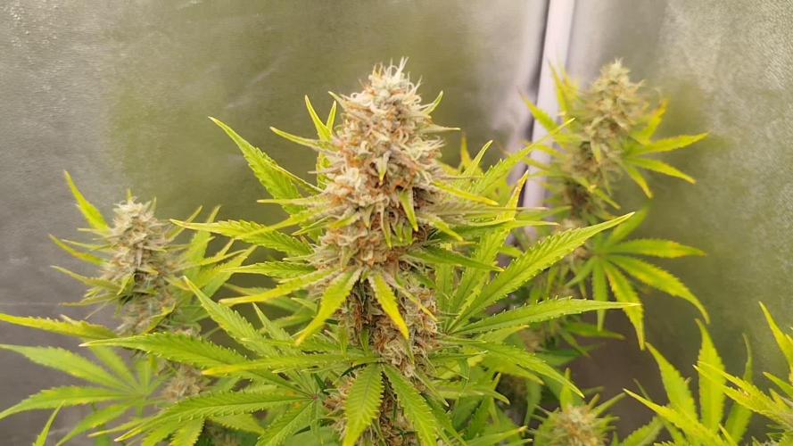 Wedding Cheesecake Auto