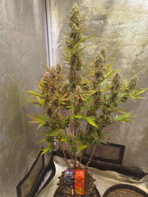 Guava Sunday Auto - Bloombastic contest. Week 9