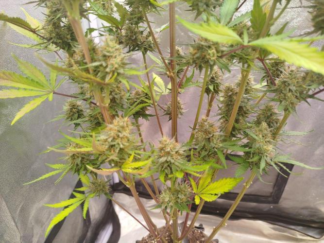 Guava Sunday Auto - Bloombastic contest. Week 9