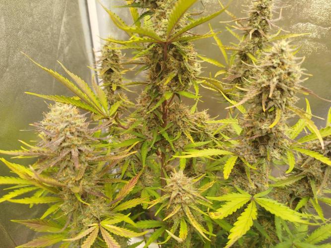 Guava Sundae Auto. Week 9