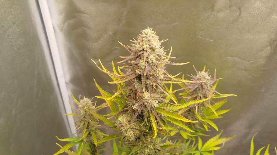 Guava Sunday Auto - Bloombastic contest
