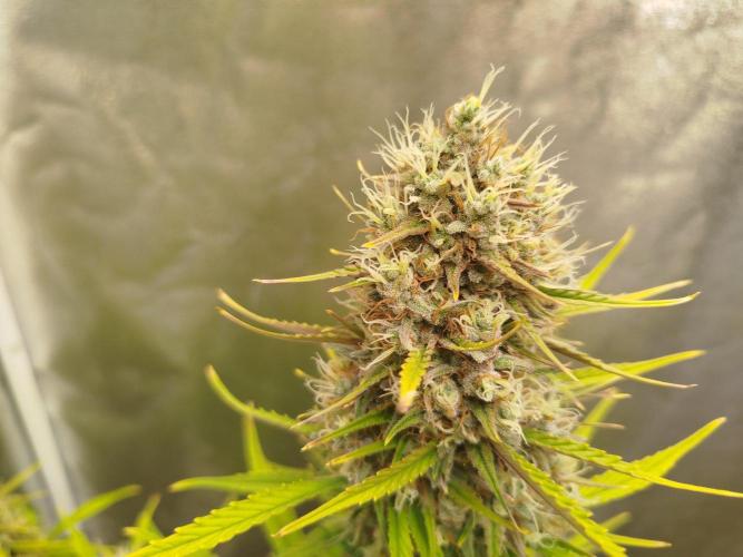 Sour Jealousy Auto. Week 9