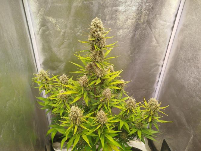 Sour Jealousy Auto. Week 9