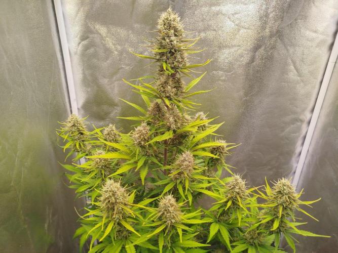 Sour Jealousy Auto. Week 9