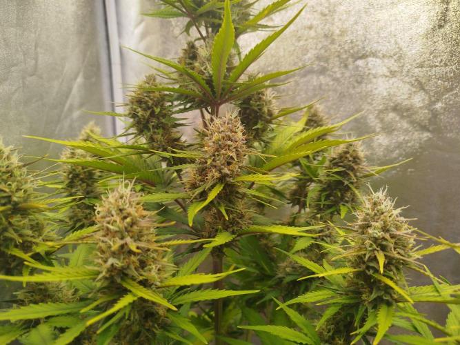 Sour Jealousy Auto. Week 9