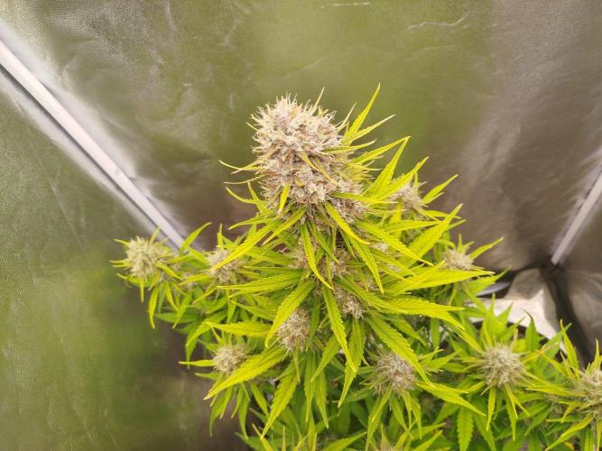 Sour Jealousy Auto. Week 9