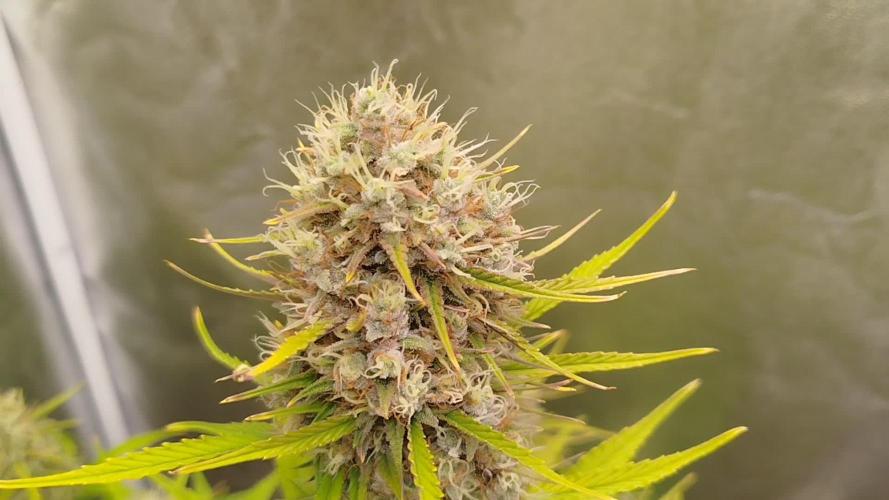 Sour Jealousy Auto