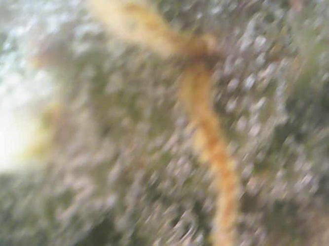 Sour Jealousy Auto. Week 9