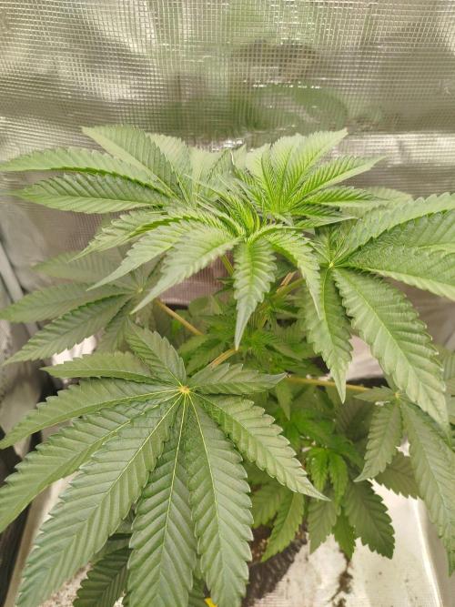 Black Orchard. Week 6