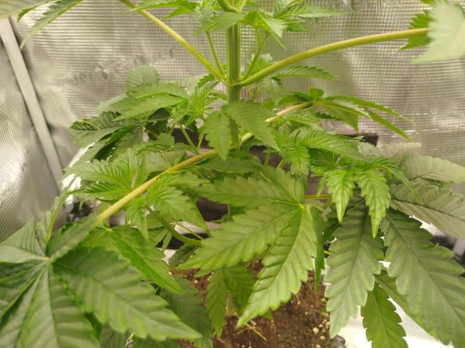 Black Orchard. Week 6