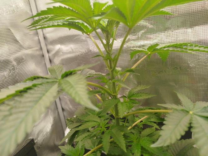 Black Orchard. Week 6