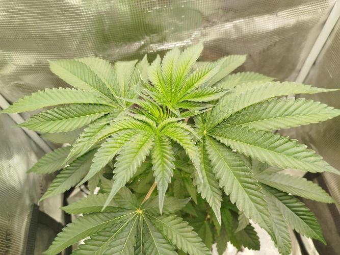 Black Orchard. Week 6