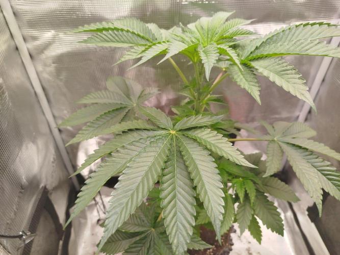 Black Orchard. Week 6