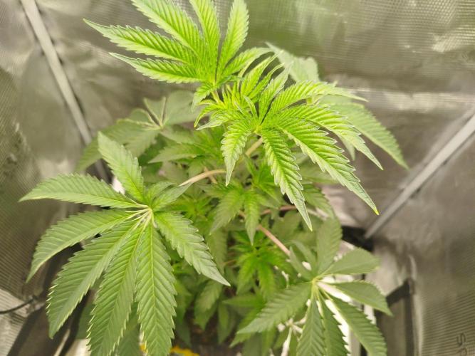The Curse. Week 6