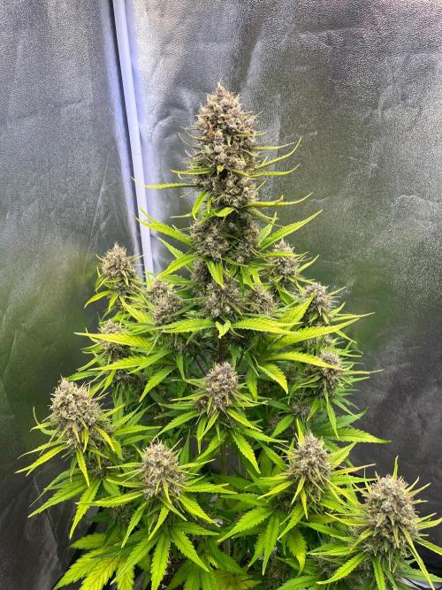 Sour Jealousy Auto. Week 10