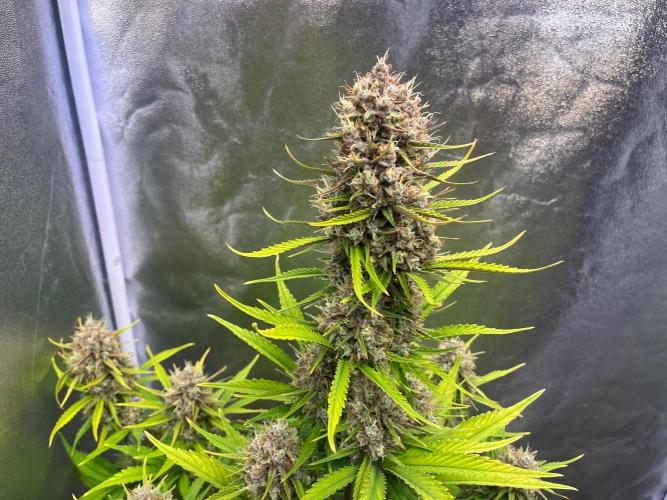 Sour Jealousy Auto. Week 10